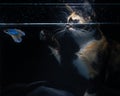 Fluffy cute Cat watching Beautiful blue betta fish in close up with black background Royalty Free Stock Photo