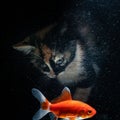 Fluffy cute cat watching Beautiful red little fish in close up with black background Royalty Free Stock Photo