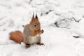A fluffy forest wild squirrel sitting on the snow nibbles on an oak acorn. Royalty Free Stock Photo