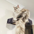 Fluffy and cute hairy white cat longtail
