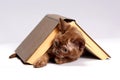 The kitten is hiding under the book Royalty Free Stock Photo