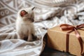 Fluffy cute kitten playing with gift on a soft blanket. Little cat looking at the box. Taking care of our little Pets Royalty Free Stock Photo