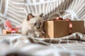 Fluffy cute kitten playing with gift on a soft blanket. Little cat looking at the box. Taking care of our little Pets Royalty Free Stock Photo
