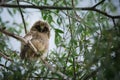 Fluffy and cute nestling of long-eared owl sitting on tree branch Royalty Free Stock Photo