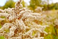 Fluffy cute plant in autumn in the field