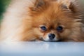 Fluffy cute Pomeranian lies on a white surface