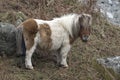 Fluffy cute pony on Dartmoor Royalty Free Stock Photo