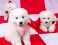 Fluffy cute puppies with red ribbons Royalty Free Stock Photo