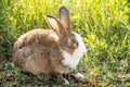 Fluffy cute rabbit sweetly sleeps on grass in the garden Royalty Free Stock Photo