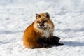 Fluffy cute red fox portrait in winter , zao , miyagi , Tohoku Area,  Japan. Royalty Free Stock Photo