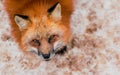 Fluffy cute red fox portrait in winter , zao , miyagi , Tohoku Area,  Japan. Royalty Free Stock Photo