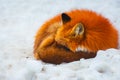 Fluffy cute red fox portrait in winter , zao , miyagi , Tohoku Area, Japan.