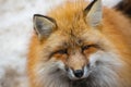 Fluffy cute red fox portrait in winter , zao , miyagi , Tohoku Area,  Japan. Royalty Free Stock Photo