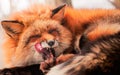 Fluffy cute red fox portrait in winter , zao , miyagi , Tohoku Area,  Japan. Royalty Free Stock Photo