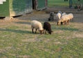 Fluffy cute sheep grazing infront of wooden farm house cote stable, in countryside with puddle grass, tree and forest