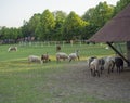 Fluffy cute sheep walking from wooden farm house cote stable, in countryside with puddle grass, tree and forest