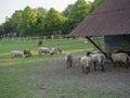 Fluffy cute sheep walking from wooden farm house cote stable, in countryside with puddle grass, tree and forest