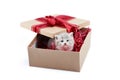 Small adorable grey kitten looking out of decorated cardboard box being birthday present Royalty Free Stock Photo