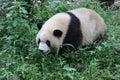 Fluffy Cutie Giant Panda, Chengdu, China