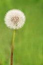 Fluffy dandelion