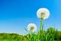 Fluffy dandelion