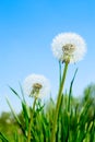 Fluffy dandelion