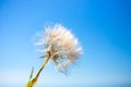 Fluffy dandelion against the blue sky. Seeds flying in the wind Royalty Free Stock Photo