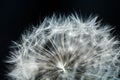 Fluffy dandelion ball on a black background. Abstract details in nature close-up Royalty Free Stock Photo