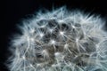 Fluffy dandelion ball on a black background. Abstract details in nature close-up Royalty Free Stock Photo