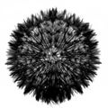 Fluffy dandelion black and white brush making flower isolated on background macro Royalty Free Stock Photo