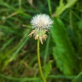 Fluffy Dandelion in Bloom. Dandelion Flowers Green Grass Royalty Free Stock Photo