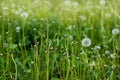 Fluffy Dandelion in Bloom. Spring Dandelion Flowers Green Grass Nature background. Royalty Free Stock Photo