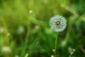 Fluffy Dandelion in Bloom. Spring Dandelion Flowers Green Grass Nature background.