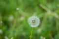 Fluffy Dandelion in Bloom. Spring Dandelion Flowers Green Grass Nature background.