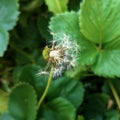 Fluffy Dandelion in Bloom. Dandelion Flowers Green Grass Royalty Free Stock Photo