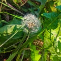 Fluffy Dandelion in Bloom. Dandelion Flowers Green Grass Royalty Free Stock Photo