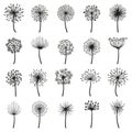 Fluffy dandelion, blowball flowers floral decorative silhouettes. Dandelion fluffy seeds flower plants vector flat Royalty Free Stock Photo
