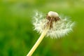 A fluffy dandelion on a blurred green background. A large single dandelion on the bon, close-up. Side view of dandelion Royalty Free Stock Photo