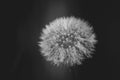 fluffy dandelion close-up in black and white Royalty Free Stock Photo