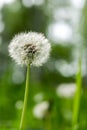 Fluffy dandelion close-up on a blurry green background. Dandelion flower in the sun Royalty Free Stock Photo