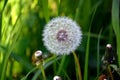 Fluffy dandelion close-up in sunlight on a green blurry background. Royalty Free Stock Photo