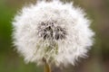 Fluffy dandelion closeup in the grass