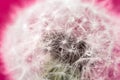 Fluffy dandelion with dew drops on a pink background. Soft and gentle dry flower seeds Royalty Free Stock Photo