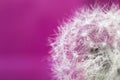 Fluffy dandelion with dew drops on a purple background. Soft and gentle dry flower seeds. Royalty Free Stock Photo