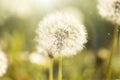 Dandelion covered with fluff Royalty Free Stock Photo