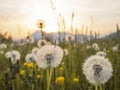 Fluffy dandelion field at the sunset Royalty Free Stock Photo