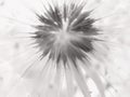 Fluffy dandelion flower bud with seeds, macro mochrome Royalty Free Stock Photo