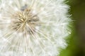 Fluffy dandelion flower at dark green background