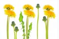 Fluffy dandelion flower isolated on white background Royalty Free Stock Photo