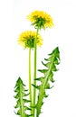 Fluffy dandelion flower isolated on white background Royalty Free Stock Photo